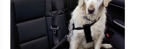 Consejos para Viajar con su Mascota